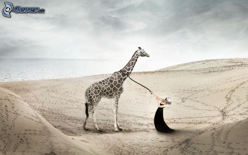 zsiráf, nő, nyakörv, homokos tengerpart