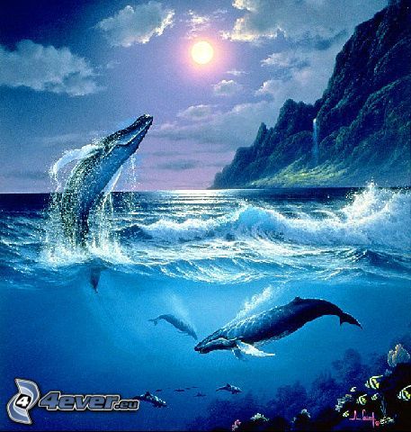 kardszárnyú delfinek, tenger
