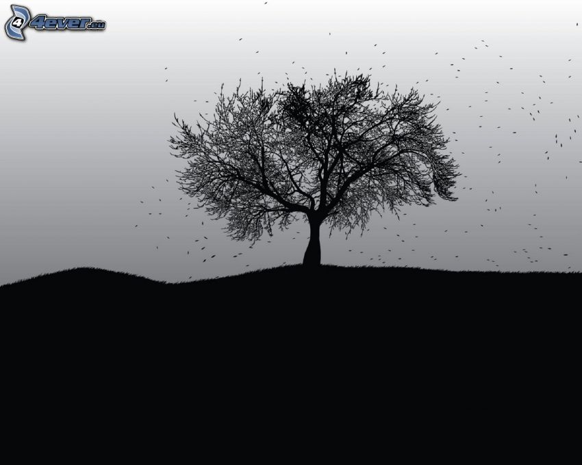 magányos fa, fekete-fehér