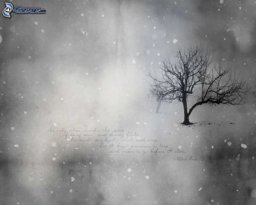 magányos fa, hóesés, fekete-fehér