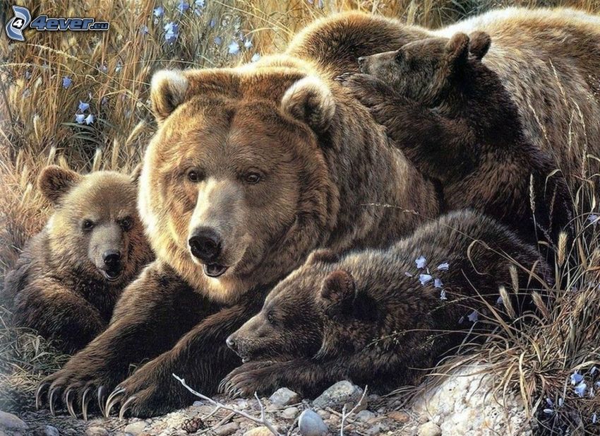 medvék, fészekalja