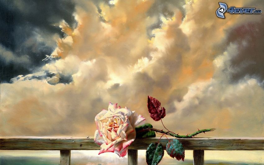 rózsa, felhők