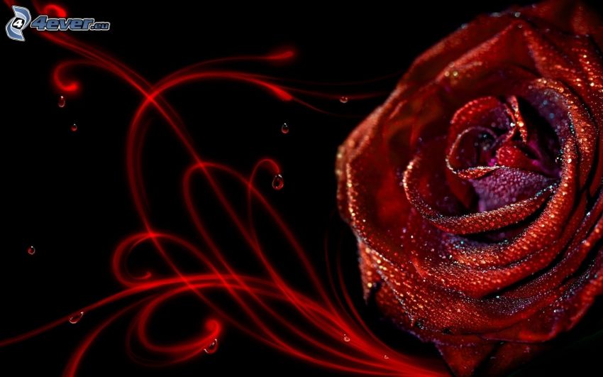 rózsa, piros vonalak
