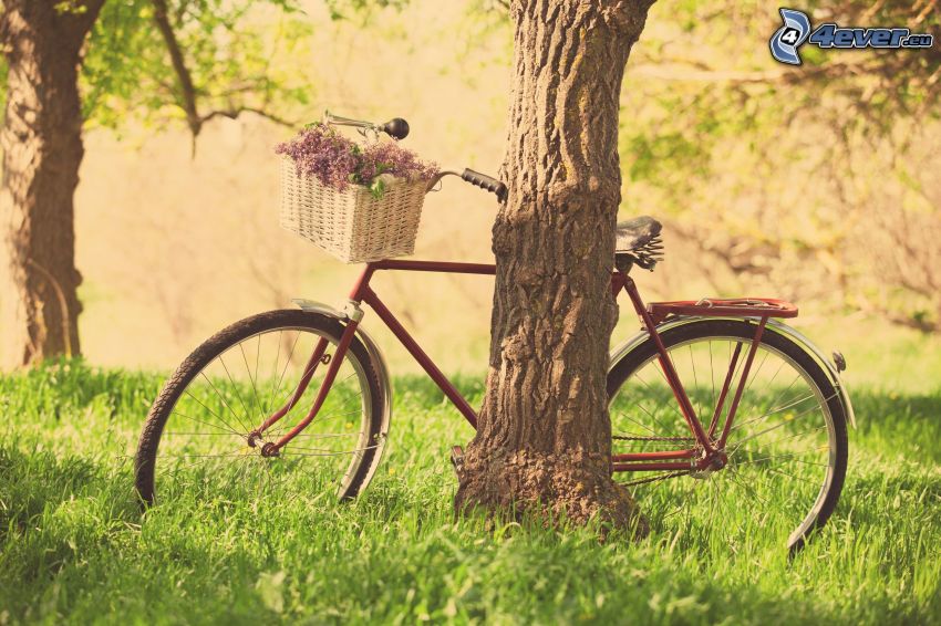 kerékpár, fa, fű
