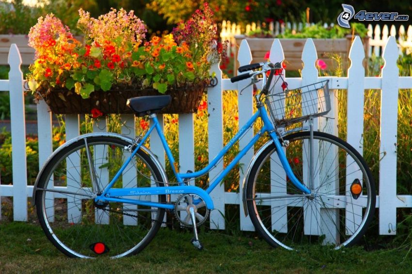 kerékpár, fakerítés, virágok