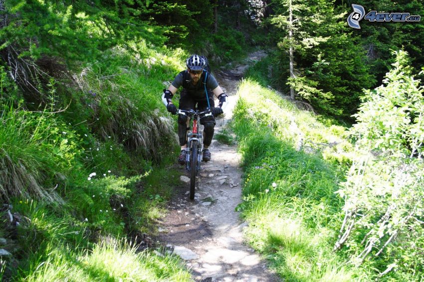 mountainbiking, Alpok, kerékpározás, erdő