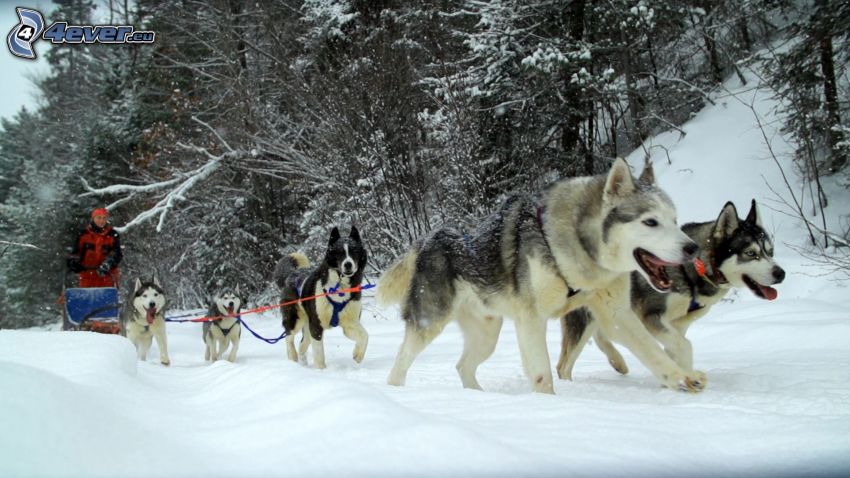kutyaszán, Szibériai husky, havas erdő