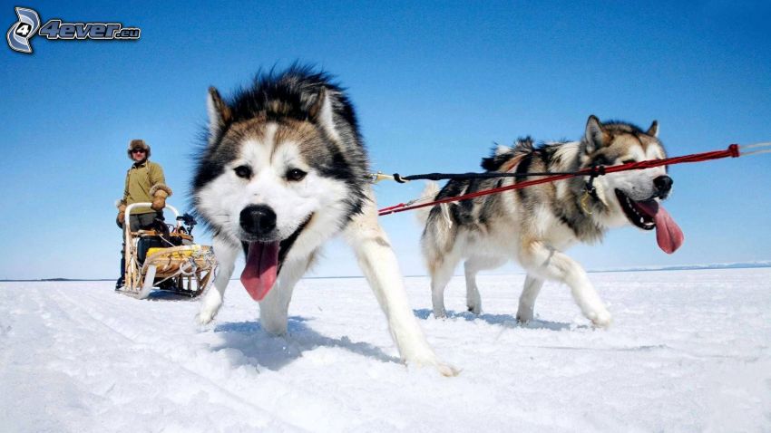 kutyaszán, Szibériai husky, kiöltött nyelv