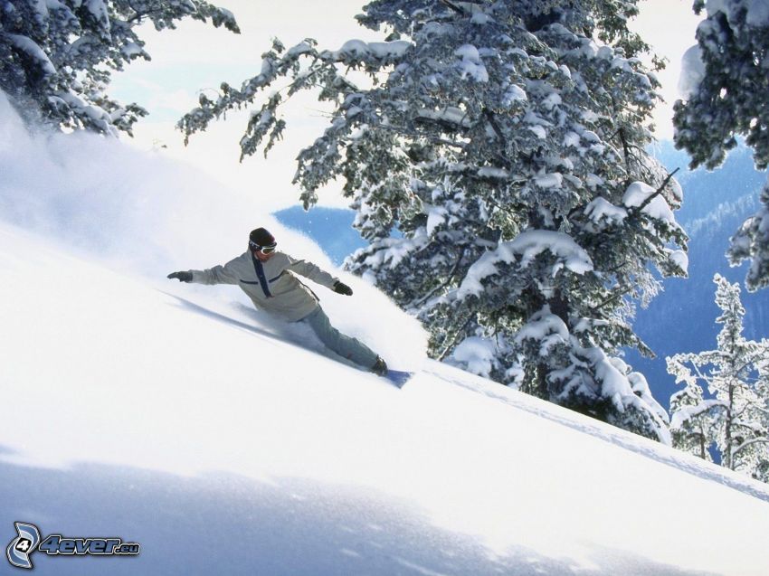 snowboardos, lejtő, havas fák