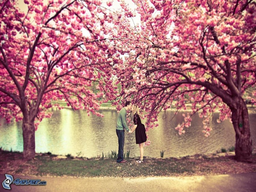 pár a parkban, virágzó cseresznye, csók, park tóval