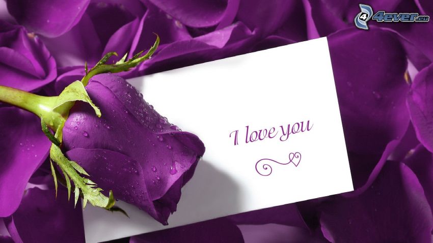 fialové ruže, I love you, üzenet