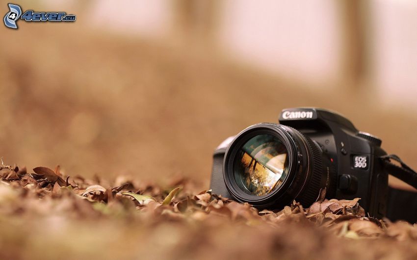 Canon EOS 30D, száraz levelek