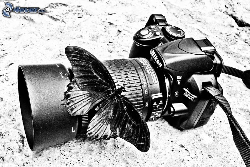 fényképezőgép, pillangó, fekete-fehér