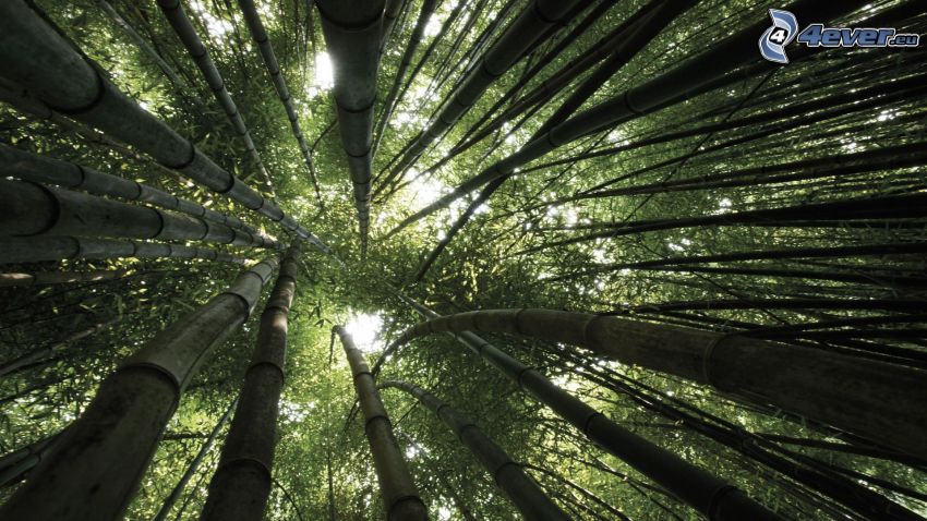 bambusz erdő, fák