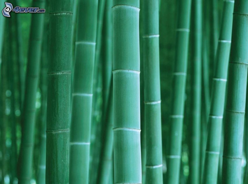 bambusz erdő