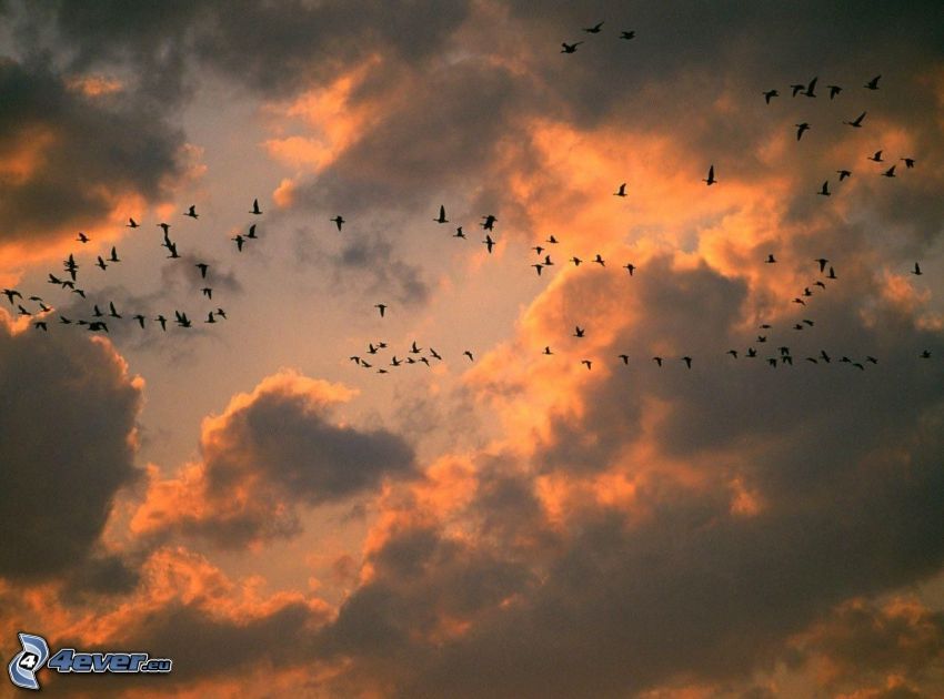 madárszárny, narancssárga felhők