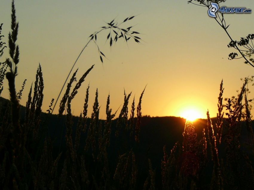 naplemente a mezőn, rét, fű, Szlovákia