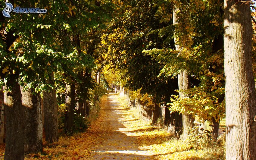 erdei út, őszi fák, sárga levelek