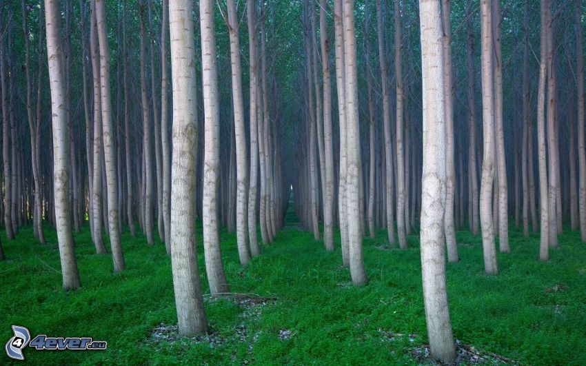 erdő, fák