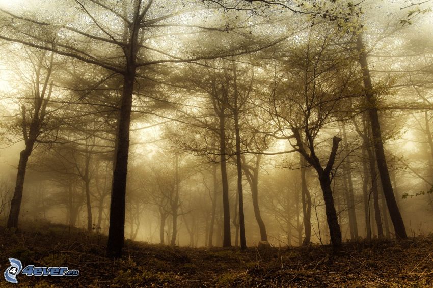 erdő, köd, szépia