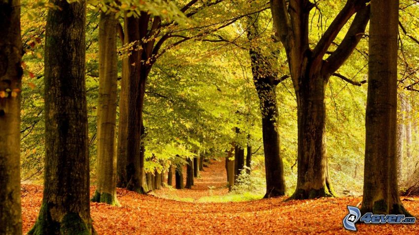erdő, lombhullató fák, őszi levelek