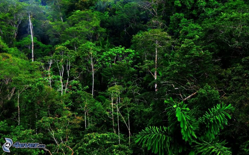 esőerdő, zöld
