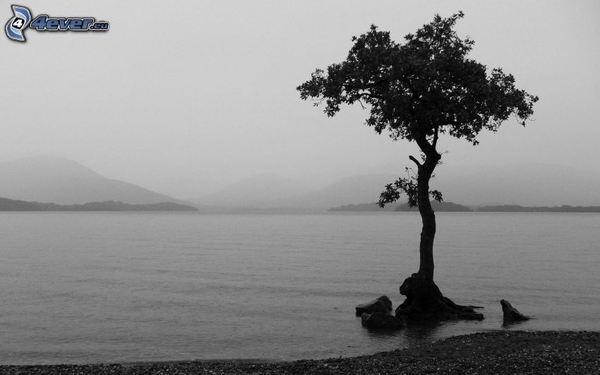 fa, tó, köd, fekete-fehér kép