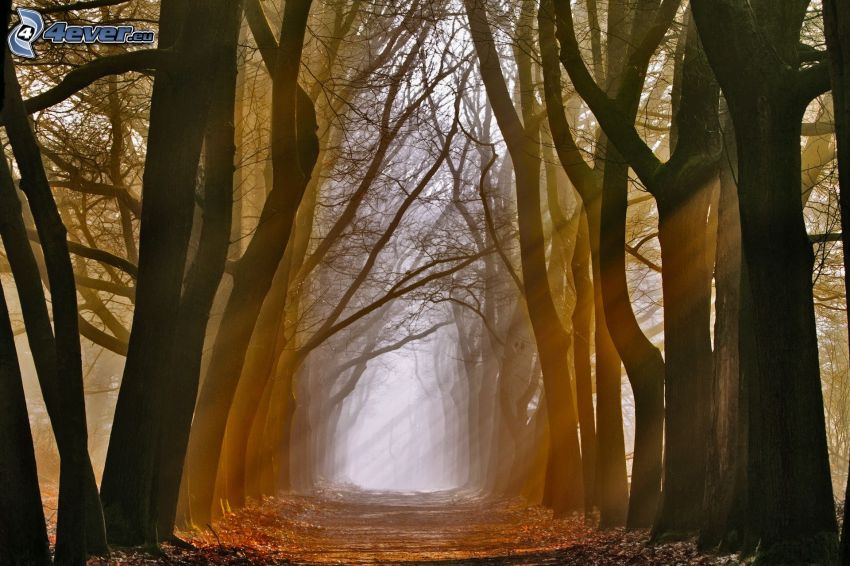 fa ösvény, út, napsugarak