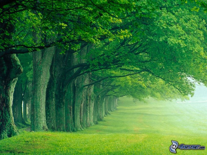 fa ösvény, zöld fák