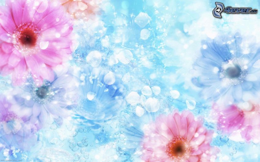 gerberák, virágszirmok, kék háttér
