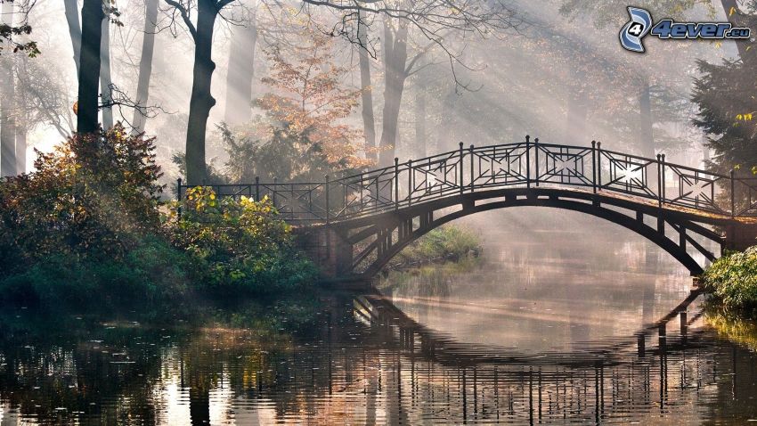 gyalogos híd, folyó, napsugarak az erdőben