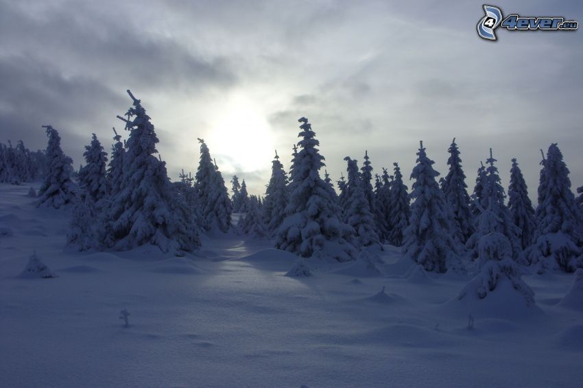 havas erdő, hó, nap a felhők mögött