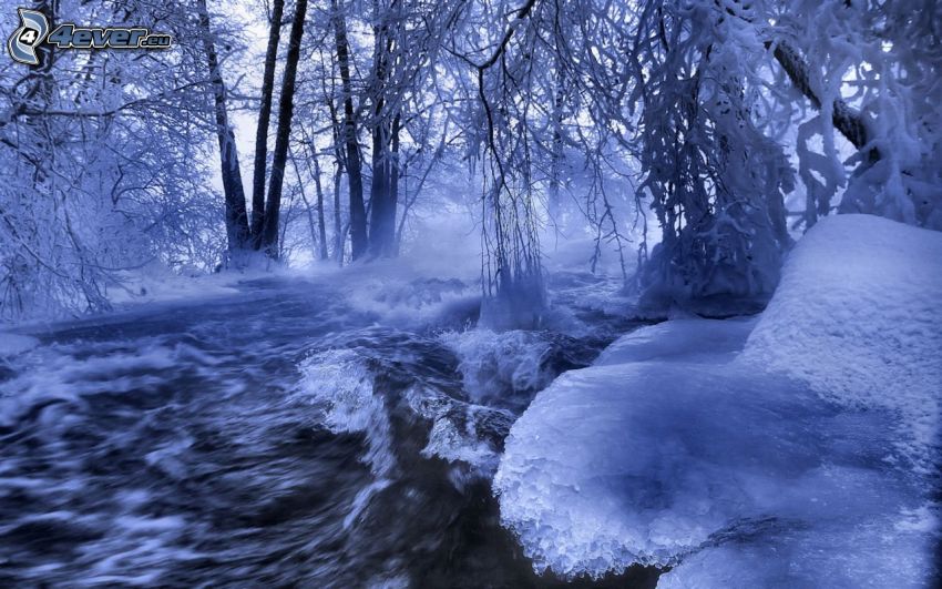 havas erdő, patak az erdőben