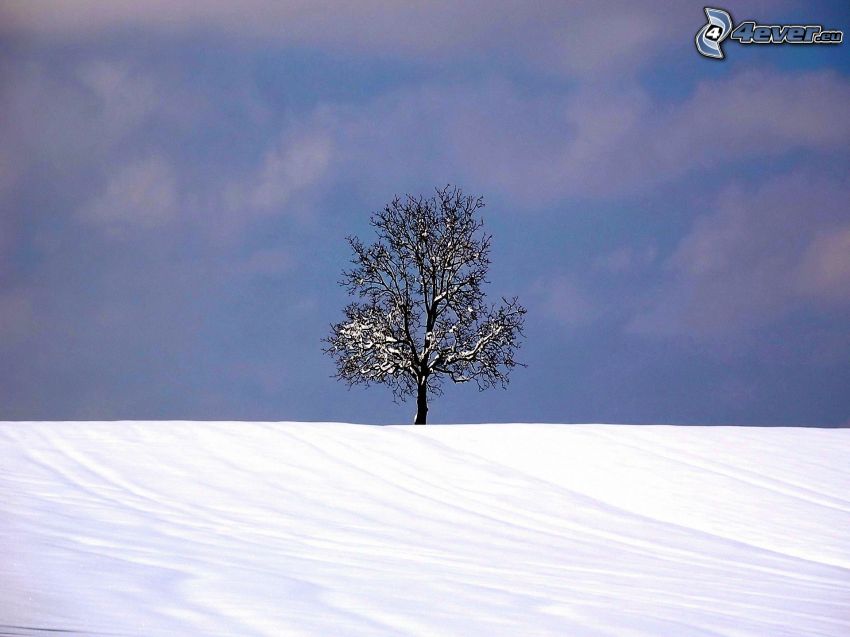 havas fa, magányos fa, hó