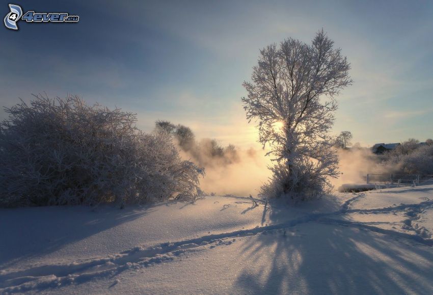 havas táj, nyomok a hóban, naplemente a fa mögött