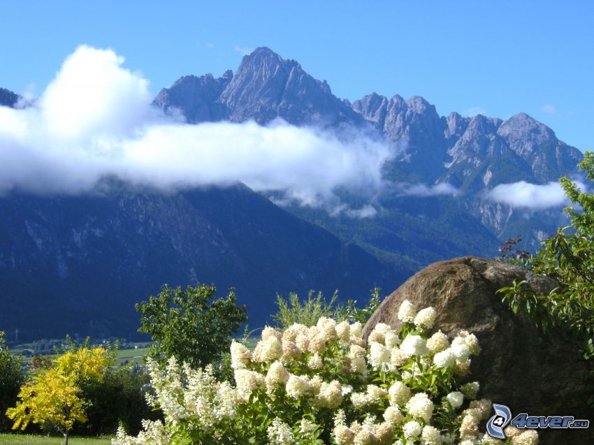 hegységek, fehér virágok, felhők, Ausztria