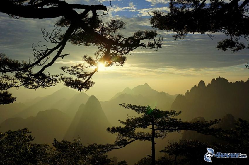 Huangshan, sziklás hegységek, naplemente a hegyvidéken, tűlevelű fák