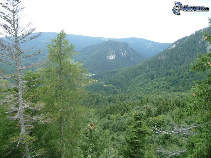 Malá Stožka, Muránska planina, Szlovák érchegység, erdő, domb, csúcs, tűlevelű fák