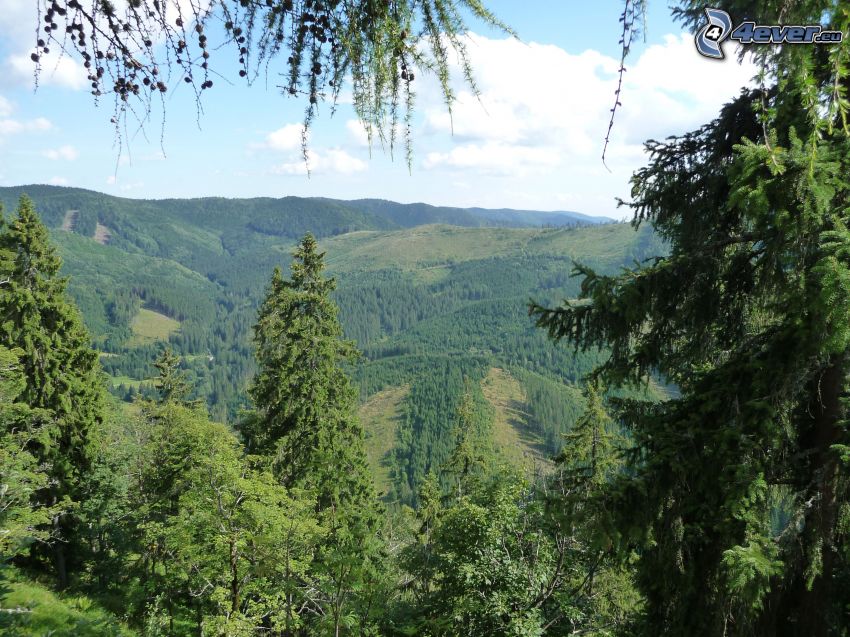 Muránska planina, Szlovák érchegység, erdő