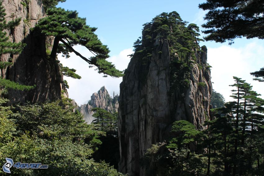 sziklás hegységek, Huangshan, fák