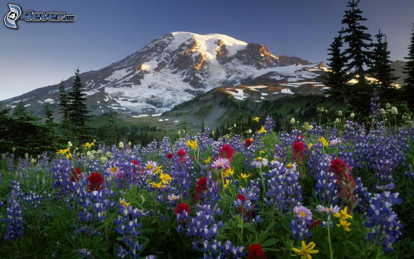 színes virágok, havas domb