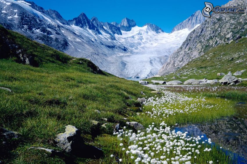 tavaszi virágok, völgy, hegységek, hó, Svájc