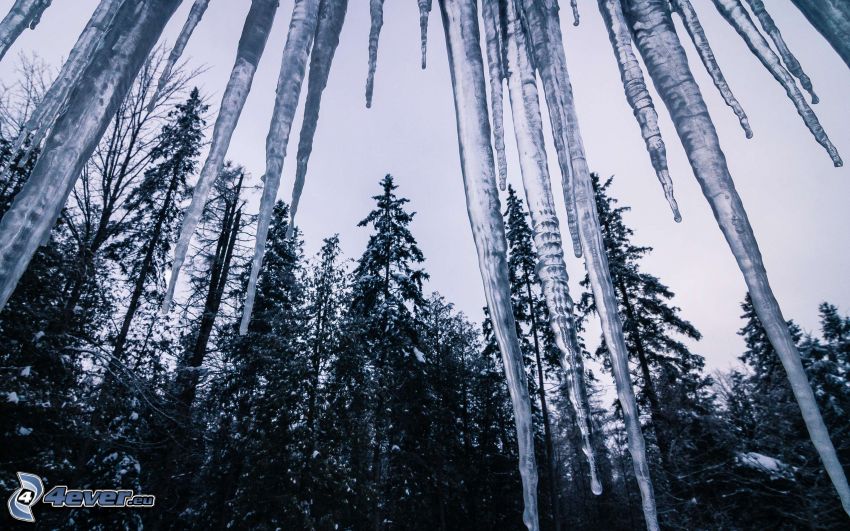jégcsapok, erdő, fekete-fehér kép