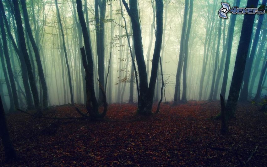 köd az erdőben