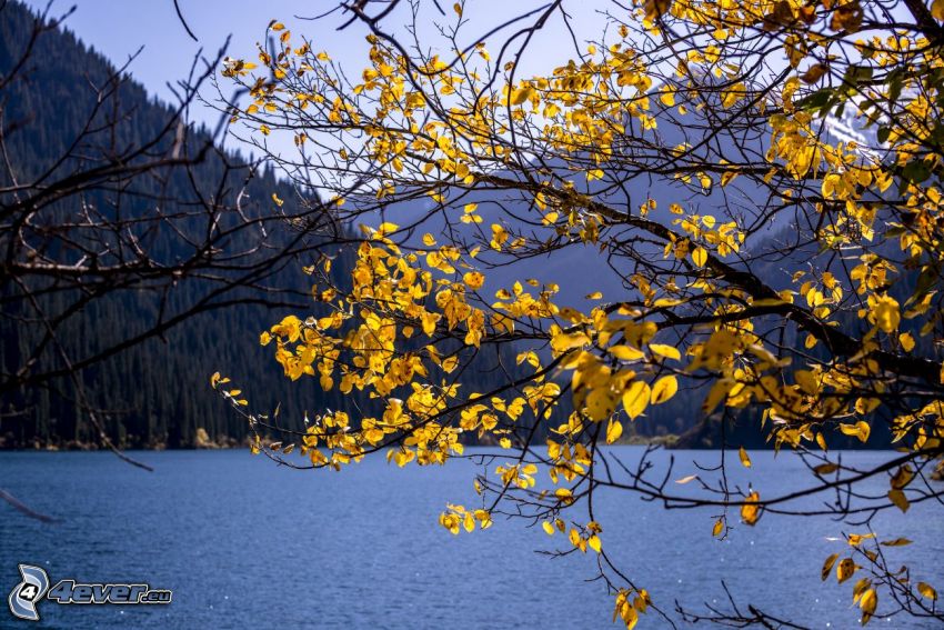 Kolsai Lakes, sárga levelek, őszi fa