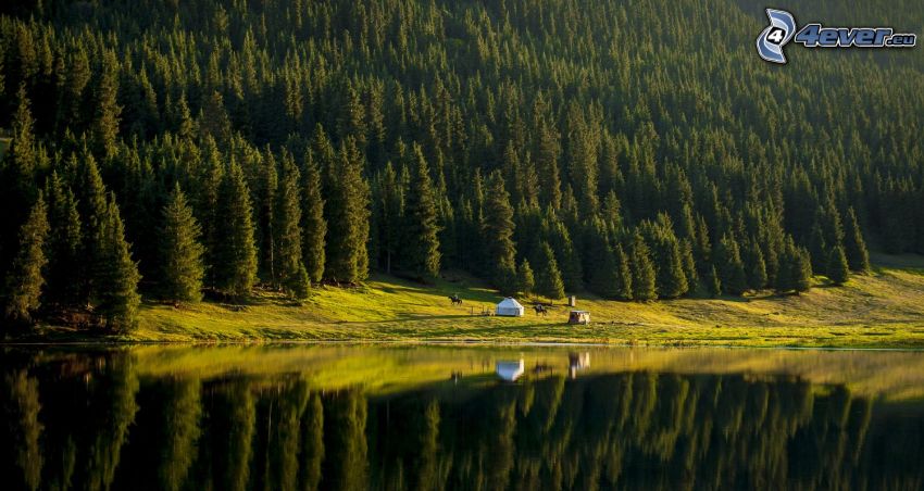Kolsai Lakes, tűlevelű erdő