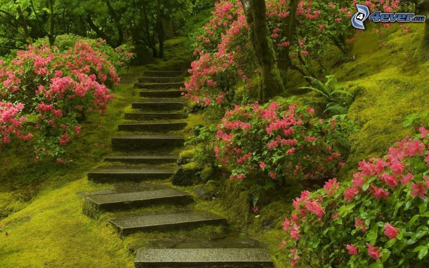 lépcső, rózsaszín virágok, zöld