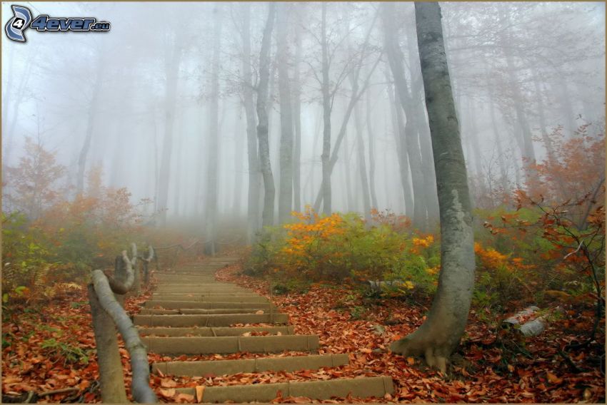 lépcső, sétány az erdőben, köd, lehullott levelek