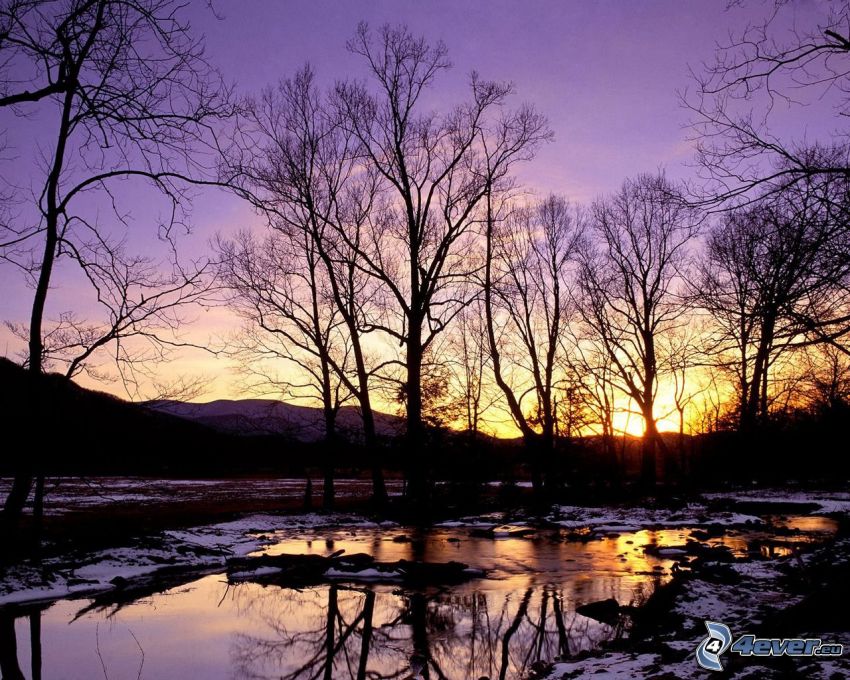lila naplemente, fák sziluettjei, folyó
