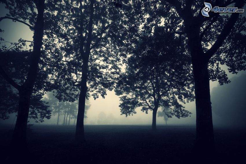 lombhullató fák, köd